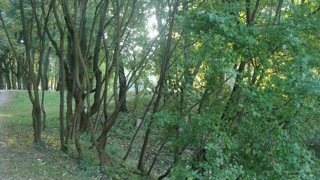 Южный парк в Калининграде смотреть онлайн