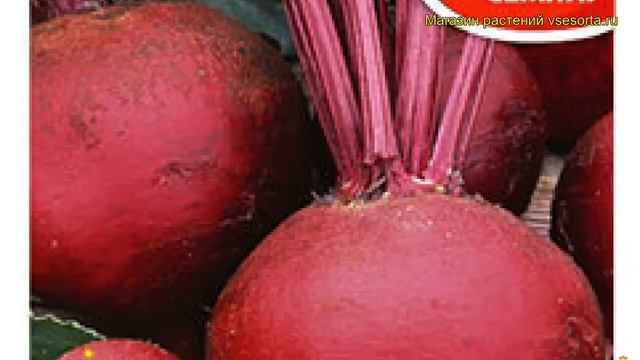 Свекла столовая Красный шар. Краткий обзор, описание характеристик, где купить семена beta vulgaris смотреть онлайн