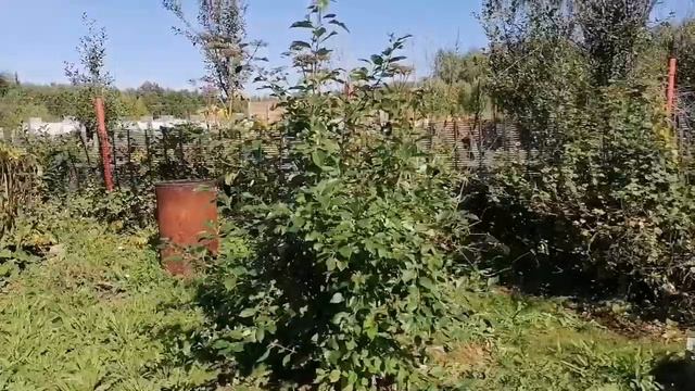 Хризантема корейка, 11 сортиков в коллекцию, планирую посадку газона, гость включающий свет🐈 смотреть онлайн