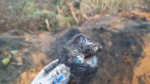 Егановский карьер. Окаменелости. Кварцевый песок. смотреть онлайн