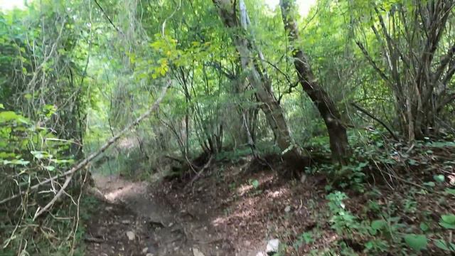 Встреча с медведями в окрестностях Сочи смотреть онлайн