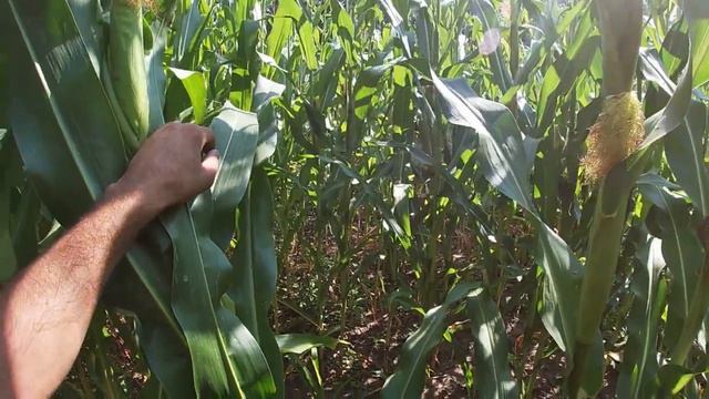 Стан кукурудзи Гран 6,Галатея Деметра, Світязь на 25 07 смотреть онлайн