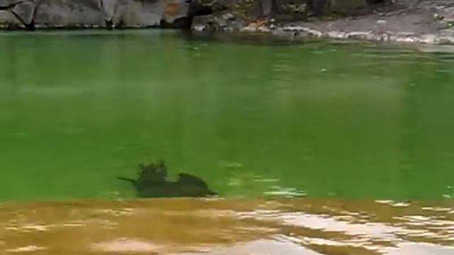 Морские Котики в Берлинском Зоопарке смотреть онлайн