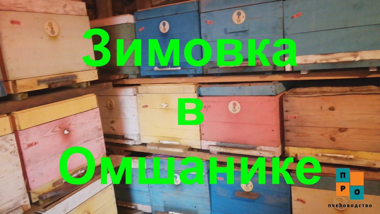 Перевозим пчёл зимой. Зимовка Карники в омшанике, зимовка нуклеусов и запасных маток, как пройдёт? смотреть онлайн