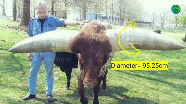 Ankole-Watusi bull | Explained | Watusi cattle facts | Tamil | BioWorld | BW смотреть онлайн