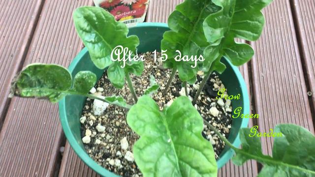 How to Prune and Care for a Gerbera daisy[with updates] смотреть онлайн