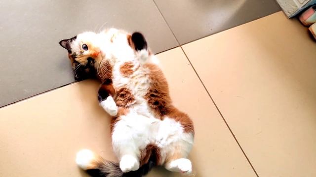 Валяние кошки смотреть онлайн