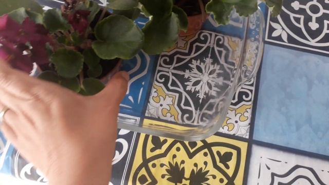 VIOLETAS/COM ESSA REGA SUAS VIOLETAS VAI TER FLOR O ANO TODO смотреть онлайн