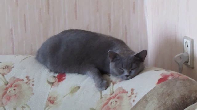 Кошки тоже любят спать смотреть онлайн