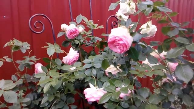 Роза Eden Rosе или Пьер де Ронсар и полынь Шмидта. # мой сад # розы смотреть онлайн