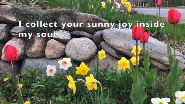 Daffodils смотреть онлайн