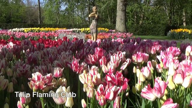 Tulip Flaming Club - Tulip Bulbs From Holland