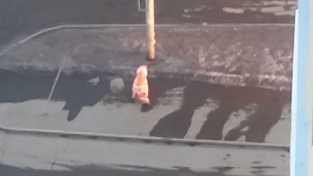 Грустный рыжий кот. смотреть онлайн
