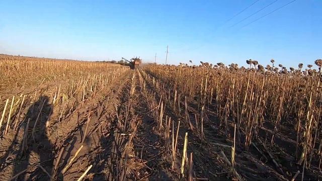 Уборка подсолнуха 2021 . Докосили ФЛОРИМИ и переехали на ФЛОКС . смотреть онлайн