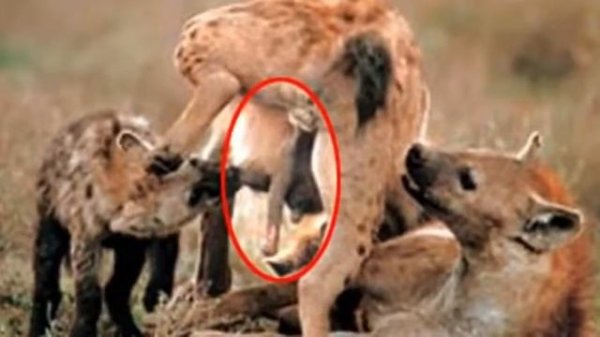 Ужасные Спаривания Животных