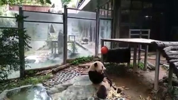 VLOG Китай. Панды. Красная панда / China. Pandas. Red panda