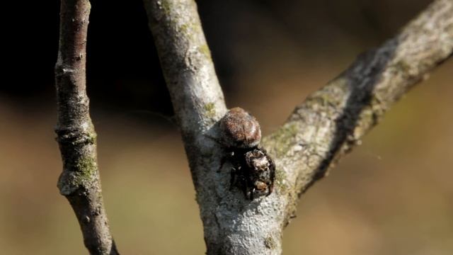 Часть 1. Кто такие пауки? смотреть онлайн