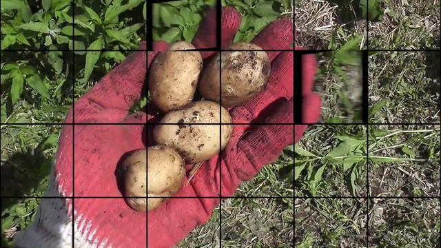 Картофель Под Соломой 23-06-2015 проба на ощупь смотреть онлайн