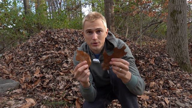 How to Make LEAF MOLD Compost- What to do with your Fallen Leaves - Improve Poor Soil for Free смотреть онлайн