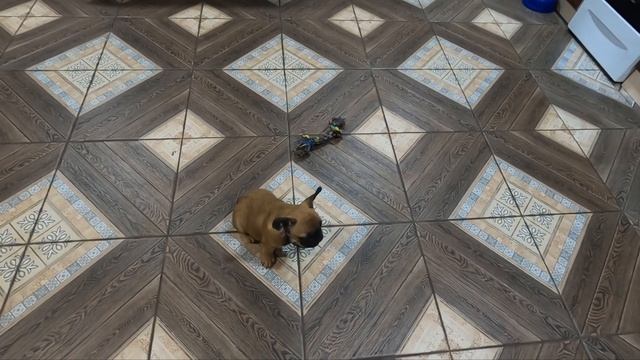 Начальное обучение и воспитание щенка французского бульдога смотреть онлайн