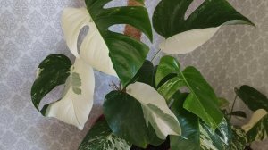 Монстера Альба(монстера вариегатная). Правильный уход в домашних условиях. Размножение монстеры