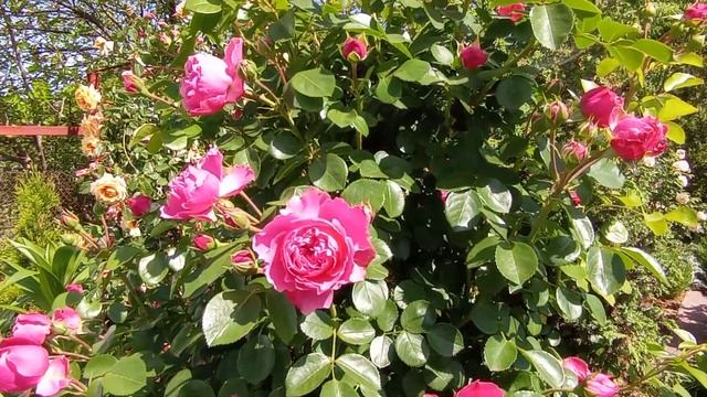 роза Леонардо да Винчи Leonardo da Vinci (MEIdeauri)  Meilland 1993 флорибунда смотреть онлайн