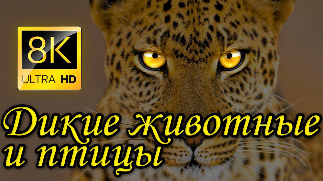 Потрясающая подборка диких животных в разрешении 8K ULTRA HD 8K TV смотреть онлайн