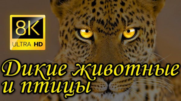 Потрясающая подборка диких животных в разрешении 8K ULTRA HD 8K TV
