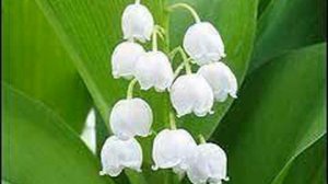 Песня "Ландыш"