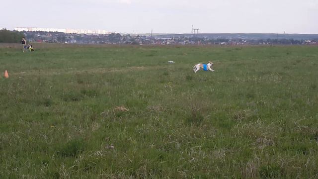 Уиппеты стандарт смотреть онлайн