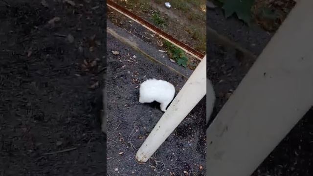 купила ДЕКОРАТИВНУЮ собачку ,а тут вот что!!! смотреть онлайн