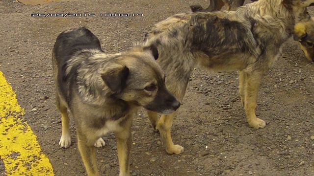 Дальний Восток-Восточная Сибирь Второй день Пятидесятая серия смотреть онлайн