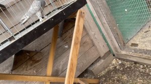 Классические Старопородные Бакинские голуби // Обзор Молодых по Линиям. Сапожкатые и Голоногие 2023