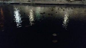 Звуки природы. Утки на пруду? Relax. Снятие стресса. Поднятие настроения.