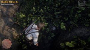 Red Dead Redemption 2 - All Guarma Animals (Missable)