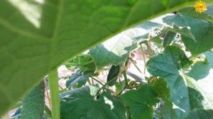 Огурцы. Красавчик Хикмет. Хочется возразить...