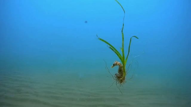 Обитатели Чёрного моря. Морской конёк смотреть онлайн