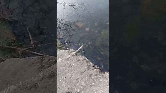 Совместное изучение флоры и фауны водоёма. смотреть онлайн