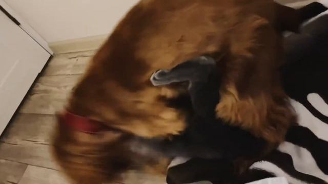 Британский вислоухий кот и английский коккер спаниэль выясняют, кто будет спать на этом пледе смотреть онлайн