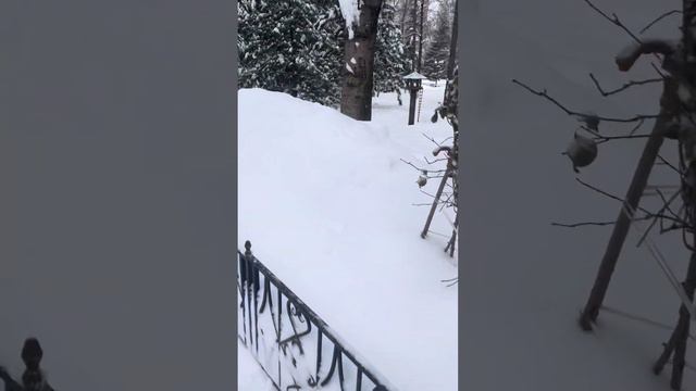 Белка ест с рук возле монастыря у Матроны московской смотреть онлайн
