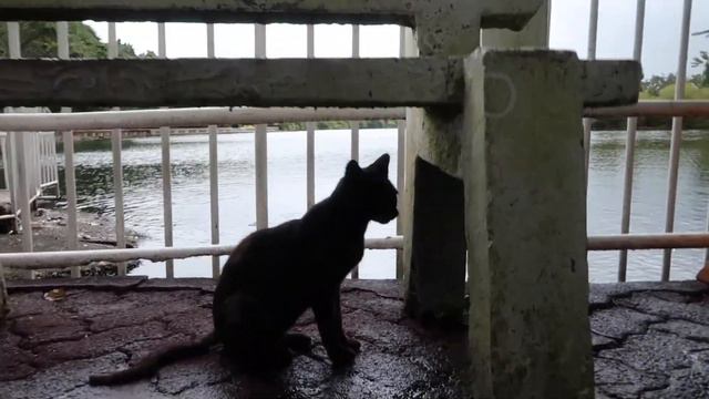 Заметки о путешествиях. Маврикий (часть 2) смотреть онлайн