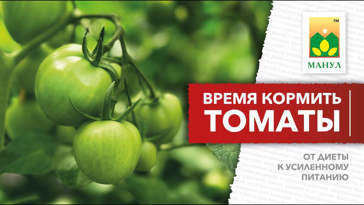 ВРЕМЯ КОРМИТЬ ТОМАТЫ!