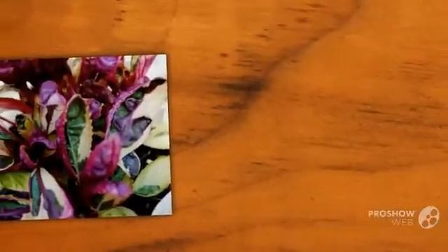 Hemigraphis - Garden Plants