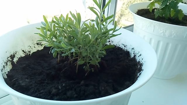 Огородик на балконе- земляника, огурцы, томаты, зелень и пряные травы смотреть онлайн