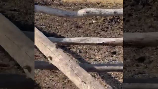 Нетелей продажа на экспорт. Порода Чёрная Пестрая. Оплодотворённые. смотреть онлайн