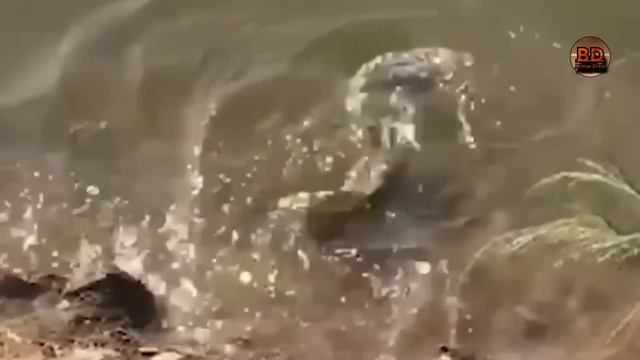 У Жуда Хавфли Ӯлжа Танлади! Миллиондан Битта Камерага Тушадиган Йиртқич Хайвонлар Жанги. смотреть онлайн