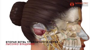 Тройничный нерв. Как выглядит и где располагается тройничный нерв? 3D Анатомия лица и головы