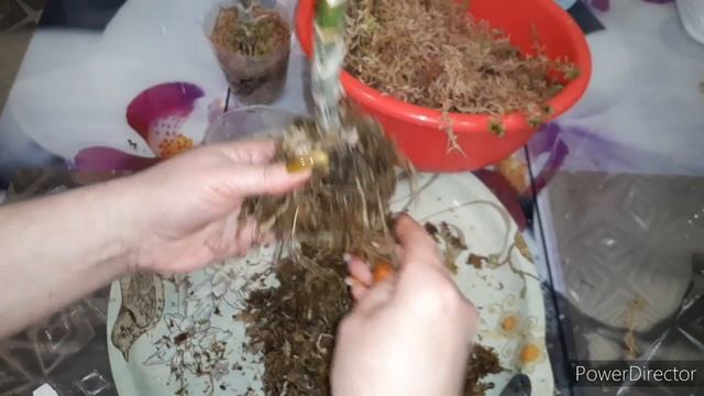 #орхидея_Catasetum-МОРКОВКИ ?КАК? КОГДА? ПОИТЬ ?ПЕРЕСАЖИВАТЬ ? ?