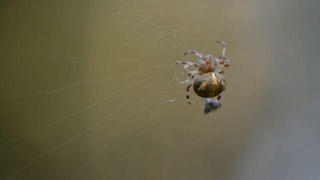 ПРИРОДА МАЛОЙ РОДИНЫ смотреть онлайн