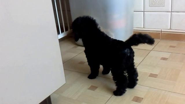 Щенoк малого пуделя смотреть онлайн